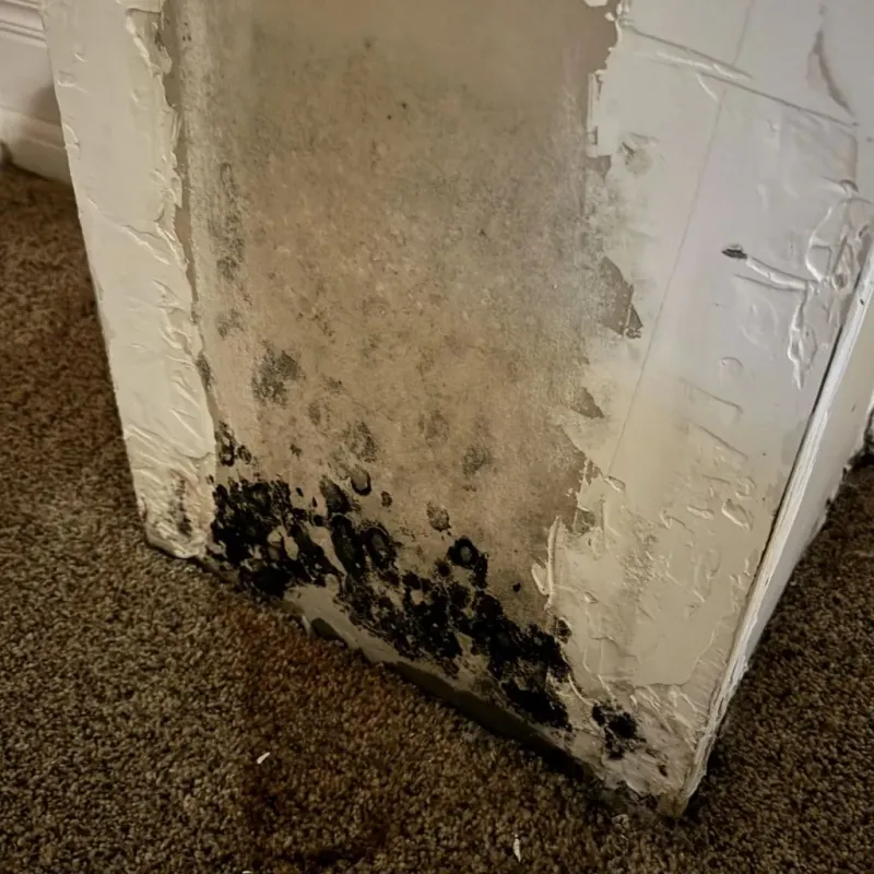 Professional Mold Removal in West Liberty, OH